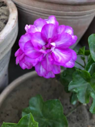 Bees Plant Hub Geranium Ivy Purple Creeper/Climber Flowering Live Plant