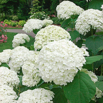 Bees Plant Hub Hydrangea White (Hydrangea macrophylla) Flowering Live Plant