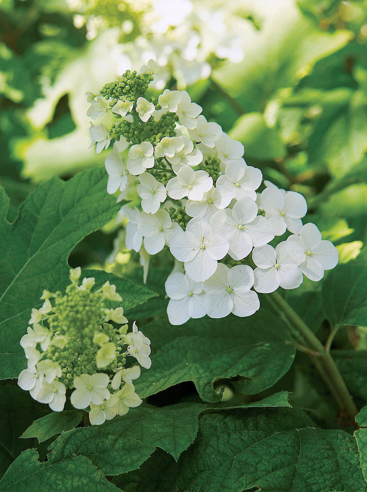 Bees Plant Hub Hydrangea White (Hydrangea macrophylla) Flowering Live Plant