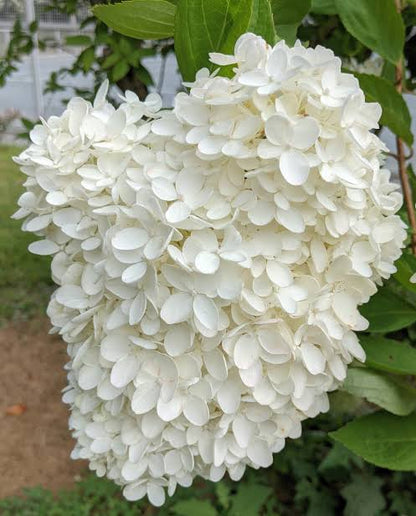 Bees Plant Hub Hydrangea White (Hydrangea macrophylla) Flowering Live Plant