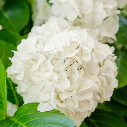 Bees Plant Hub Hydrangea White (Hydrangea macrophylla) Flowering Live Plant