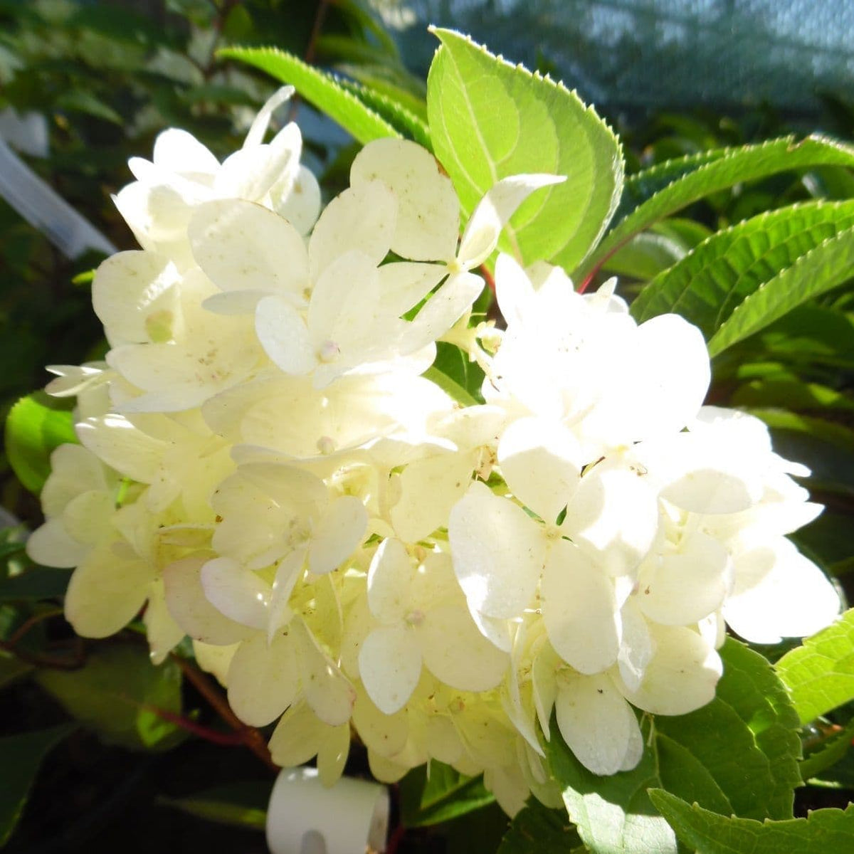 Bees Plant Hub Hydrangea White (Hydrangea macrophylla) Flowering Live Plant