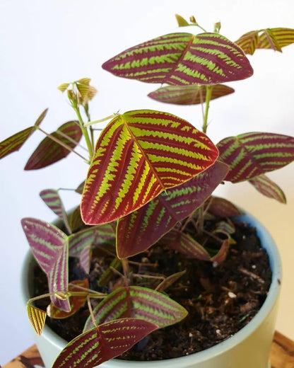 Bees Plant Hub Butterfly Plant Hybrid Flowering Live Plant