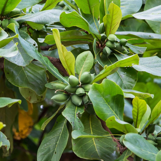 Bees Plant Hub Indian Almond / Badam (Terminalia catappa) Fruit Live Plant