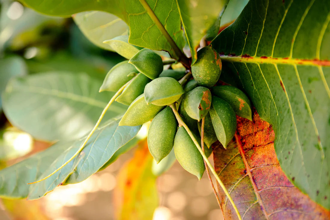 Bees Plant Hub Indian Almond / Badam (Terminalia catappa) Fruit Live Plant
