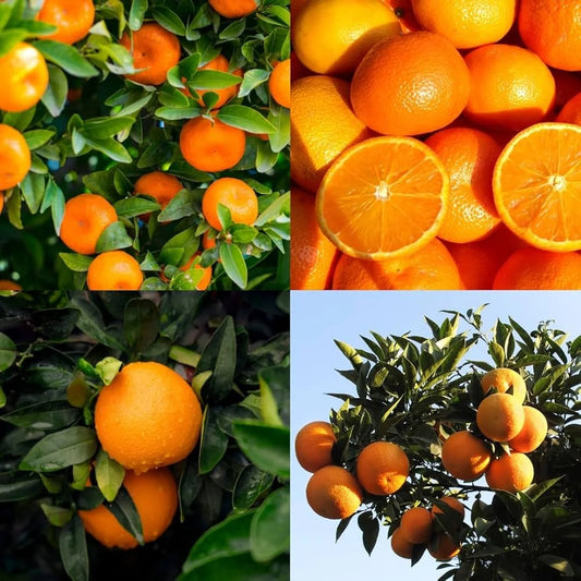 Bees Plant Hub Kinnow Orange Live Plant