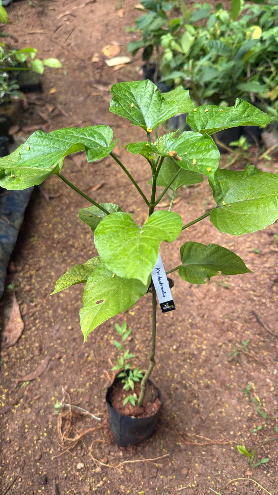 Bees Plant Hub Krishnakireedam (Clerodendrum paniculatum) Flowering Live Plant
