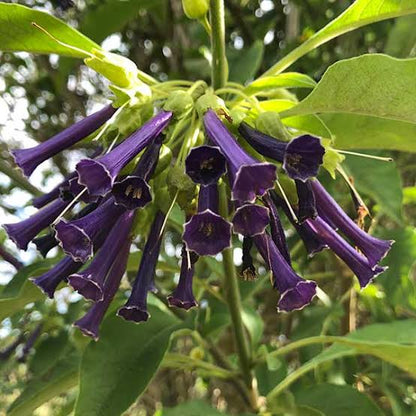 Bees Plant Hub Violet Churcu / Tube Flower (Iochroma cyaneum) Rare Flowering Live Plant