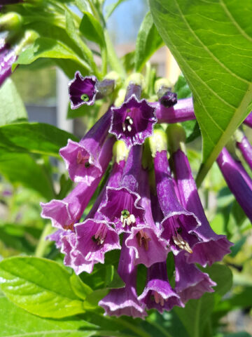 Bees Plant Hub Violet Churcu / Tube Flower (Iochroma cyaneum) Rare Flowering Live Plant