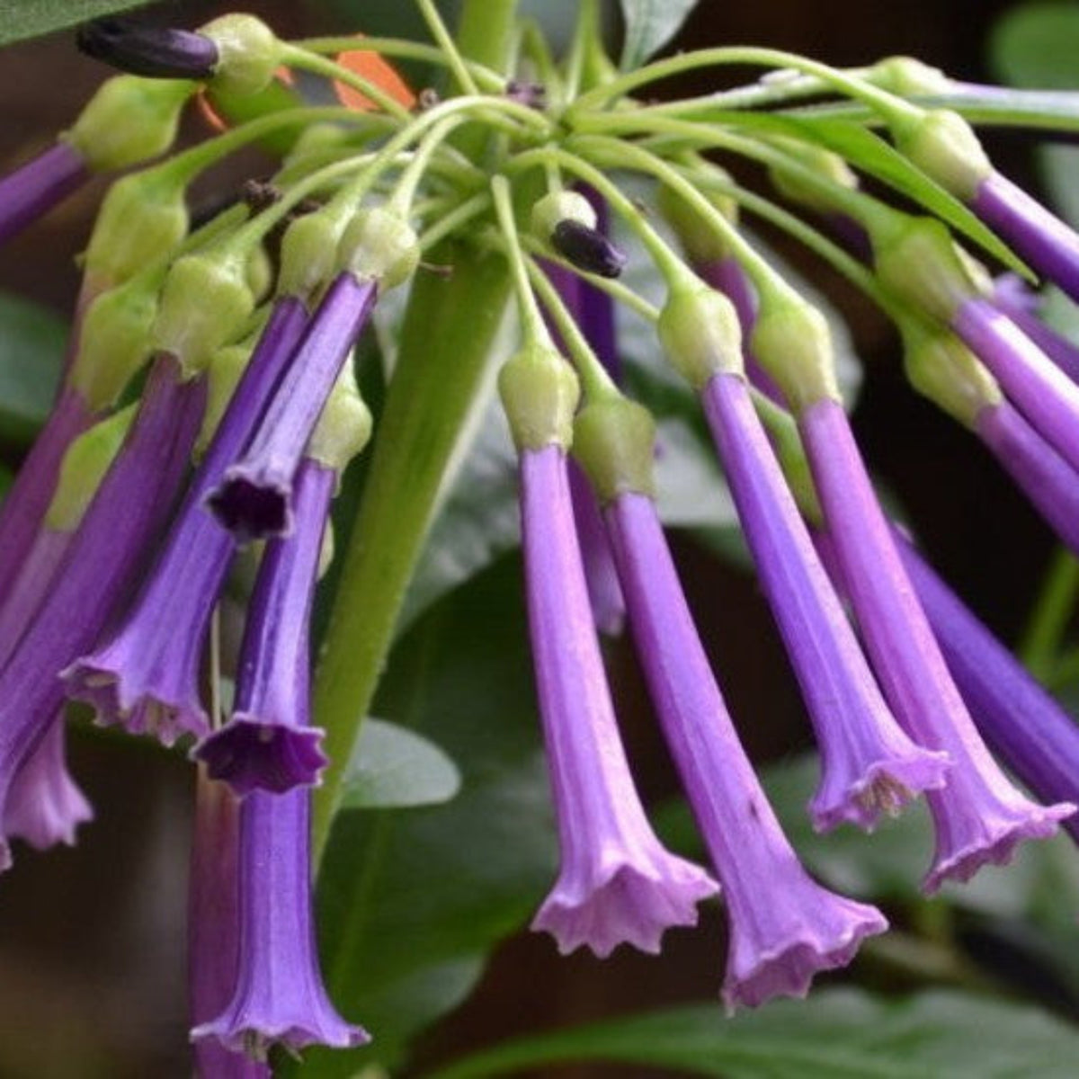 Bees Plant Hub Violet Churcu / Tube Flower (Iochroma cyaneum) Rare Flowering Live Plant