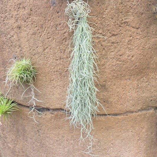 Bees Plant Hub Spanish Moss (Tillandsia usneoides) Air Plant
