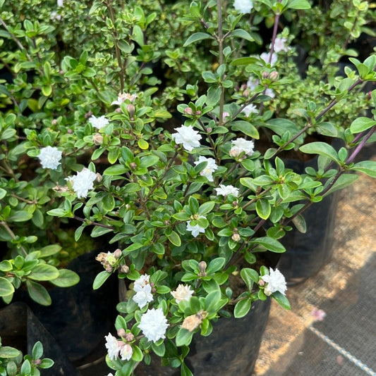 Bees Plant Hub Snow Rose Multi Petal (Serissa japonica) Live Plant
