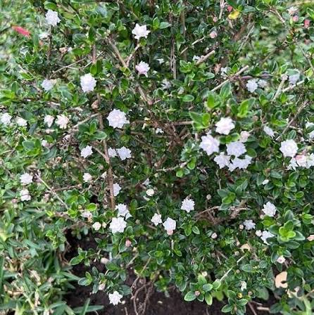 Bees Plant Hub Snow Rose Multi Petal (Serissa japonica) Live Plant