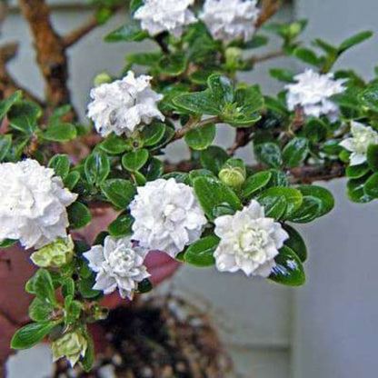 Bees Plant Hub Snow Rose Multi Petal (Serissa japonica) Live Plant
