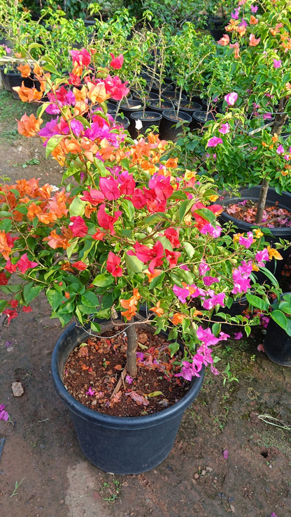 Bees Plant Hub Bougainvillea Multi Graft (Paper Flower) Rare Flowering Live Plant
