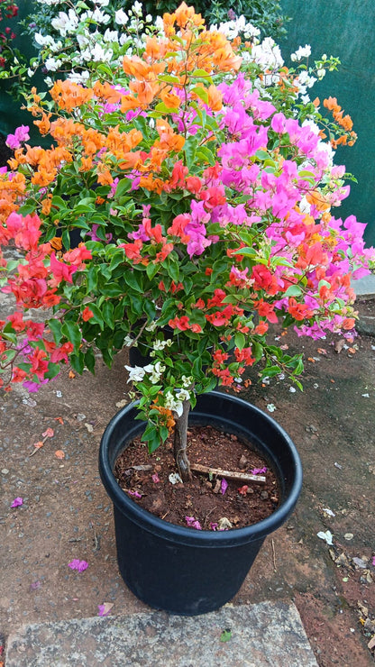 Bees Plant Hub Bougainvillea Multi Graft (Paper Flower) Rare Flowering Live Plant