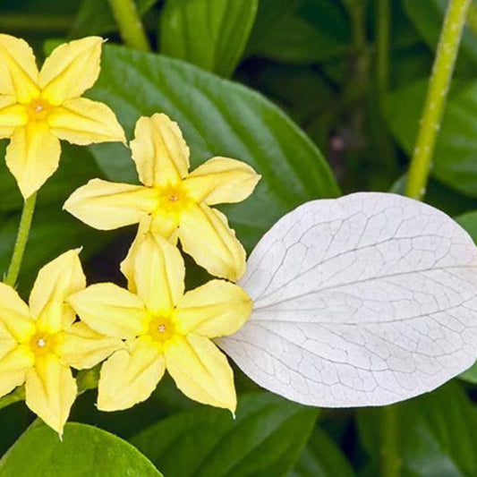 Bees Plant Hub  Miniature Mussaenda All Time Flowering Live Plant