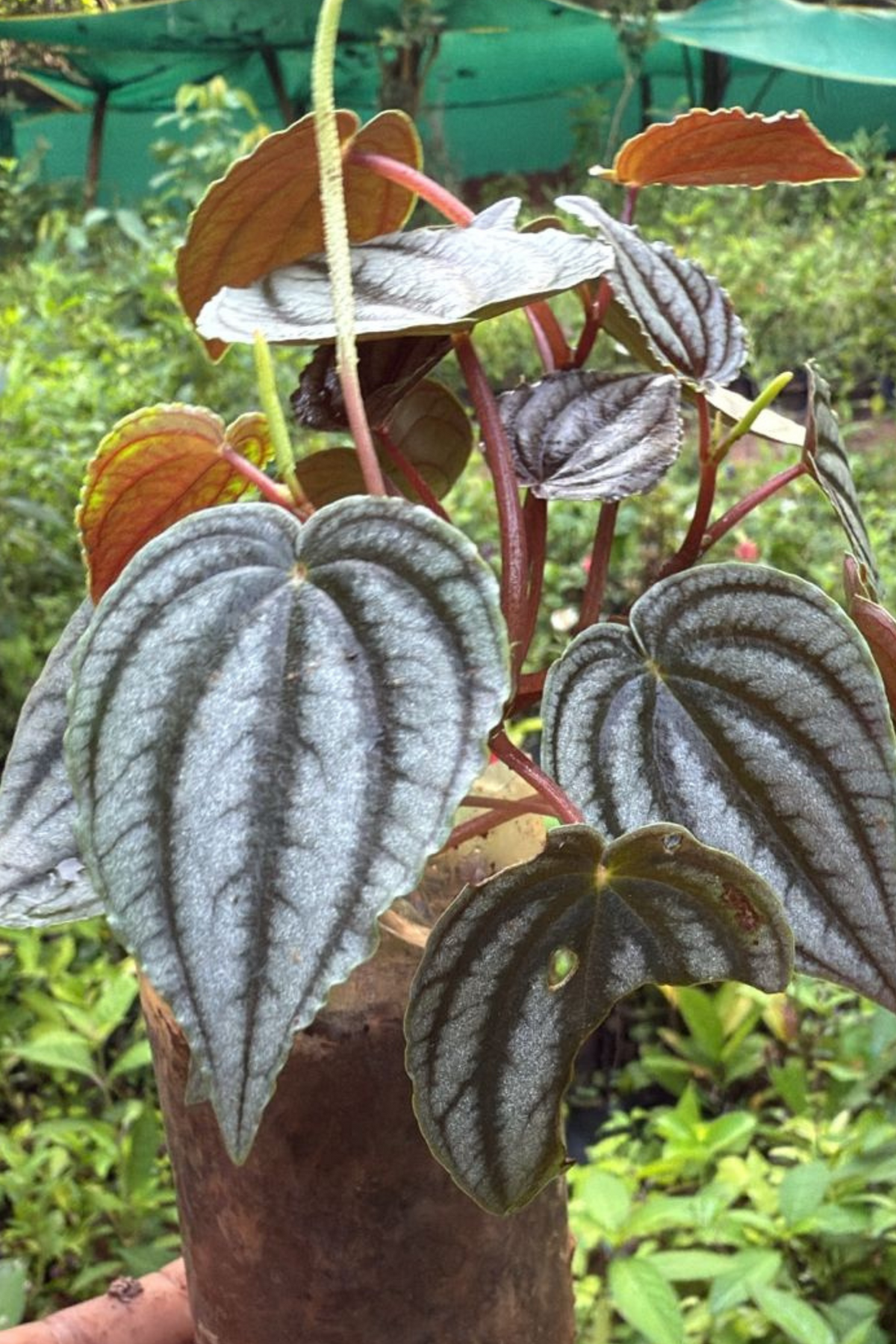 Bees Plant Hub Purple Watermelon Peperomia Indoor / Outdoor Live Plant