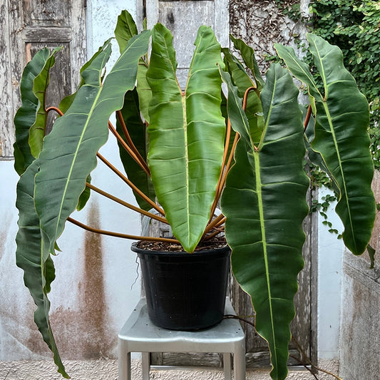 Bees Plant Hub Philodendron Billietiae Indoor / Outdoor Live Plant