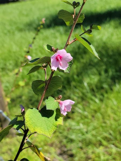 Bees Plant Hub Baby Pink Miniature Hibiscus Rare All Time Flowering Live Plant