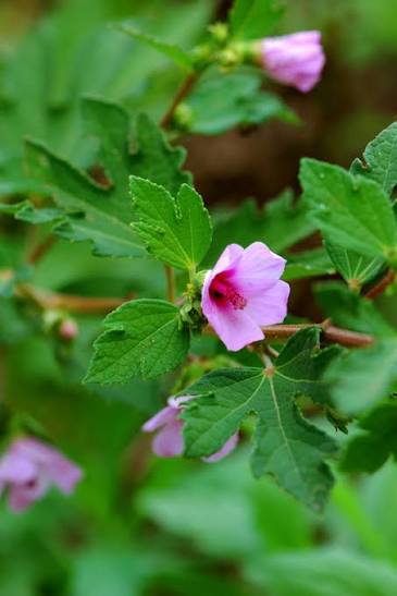 Bees Plant Hub Baby Pink Miniature Hibiscus Rare All Time Flowering Live Plant