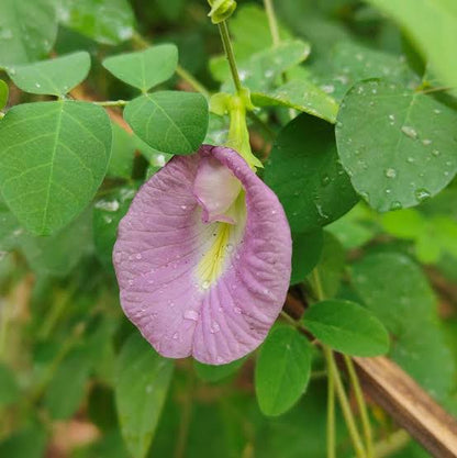 Bees Plant Hub Pink Butterfly Pea Vine Single Petal (Clitoria ternatea) Rare Flowering Live Plant