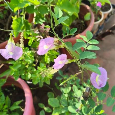 Bees Plant Hub Pink Butterfly Pea Vine Single Petal (Clitoria ternatea) Rare Flowering Live Plant