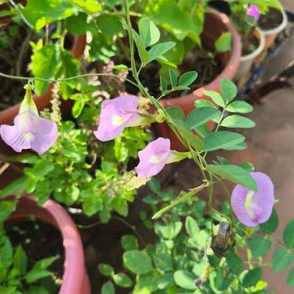 Bees Plant Hub Pink Butterfly Pea Vine Single Petal (Clitoria ternatea) Rare Flowering Live Plant