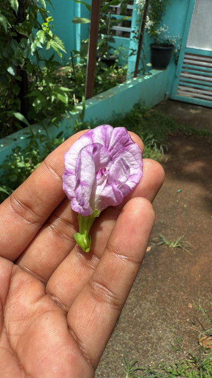 Bees Plant Hub Pink Speckled Clitoria (Butterfly Pea) Rare Flowering Live Plant