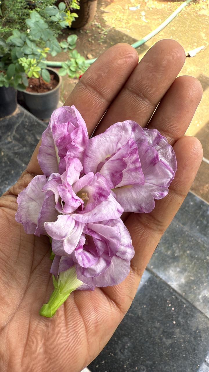 Bees Plant Hub Pink Speckled Clitoria (Butterfly Pea) Rare Flowering Live Plant