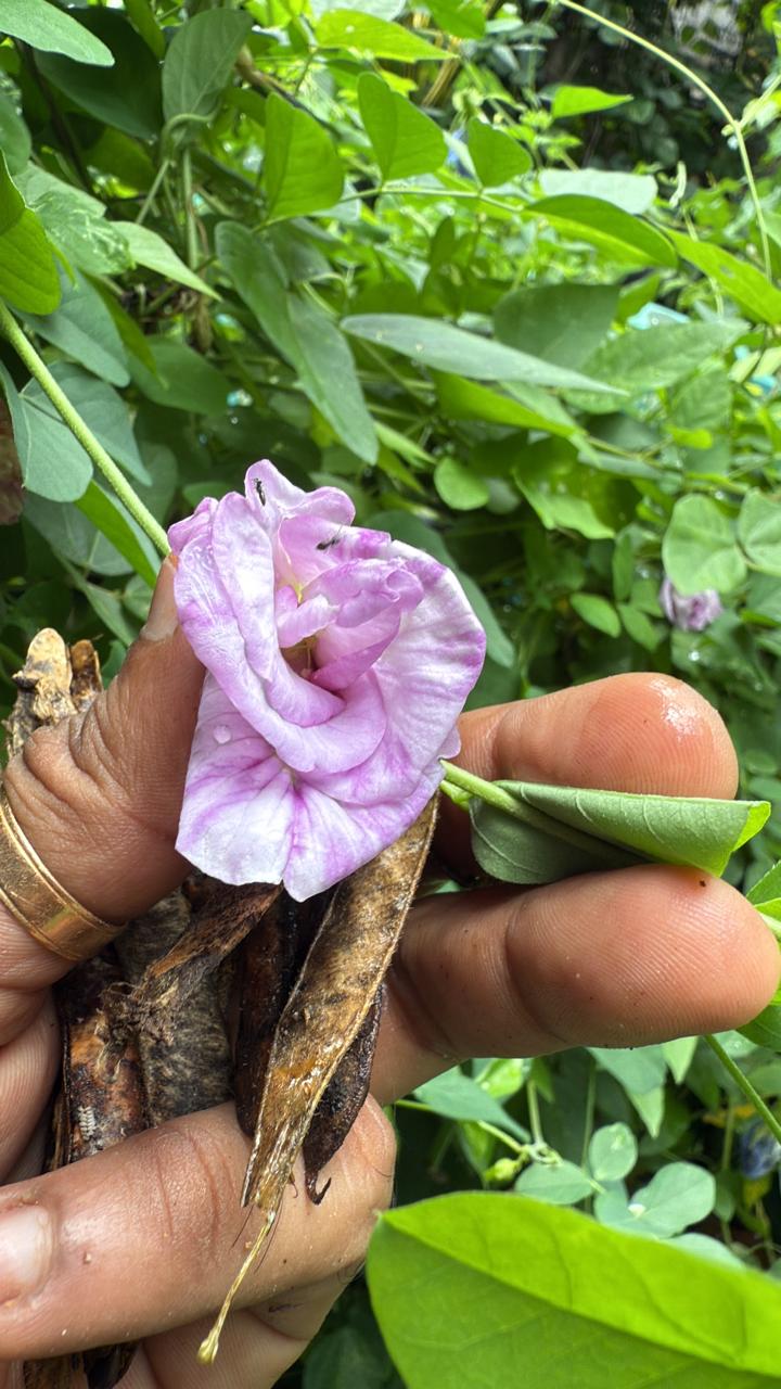 Bees Plant Hub Pink Speckled Clitoria (Butterfly Pea) Rare Flowering Live Plant