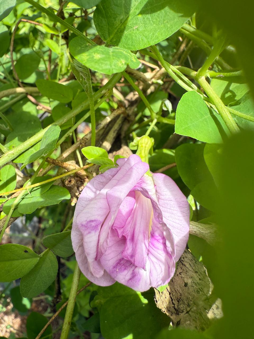 Bees Plant Hub Pink Speckled Clitoria (Butterfly Pea) Rare Flowering Live Plant