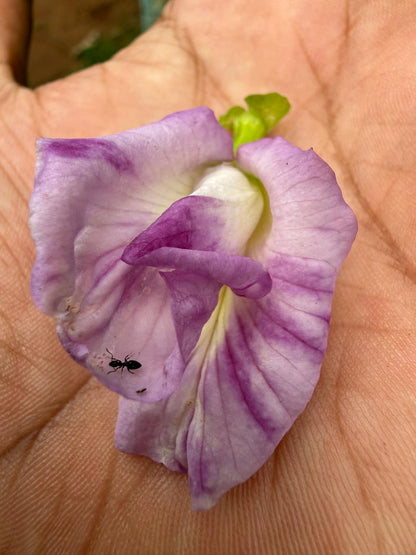 Bees Plant Hub Pink Speckled Clitoria (Butterfly Pea) Rare Flowering Live Plant