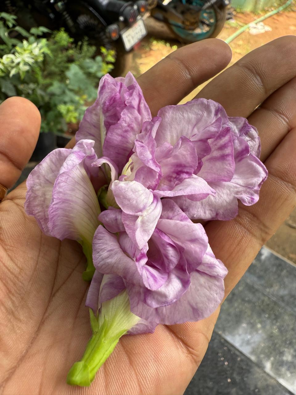 Bees Plant Hub Pink Speckled Clitoria (Butterfly Pea) Rare Flowering Live Plant