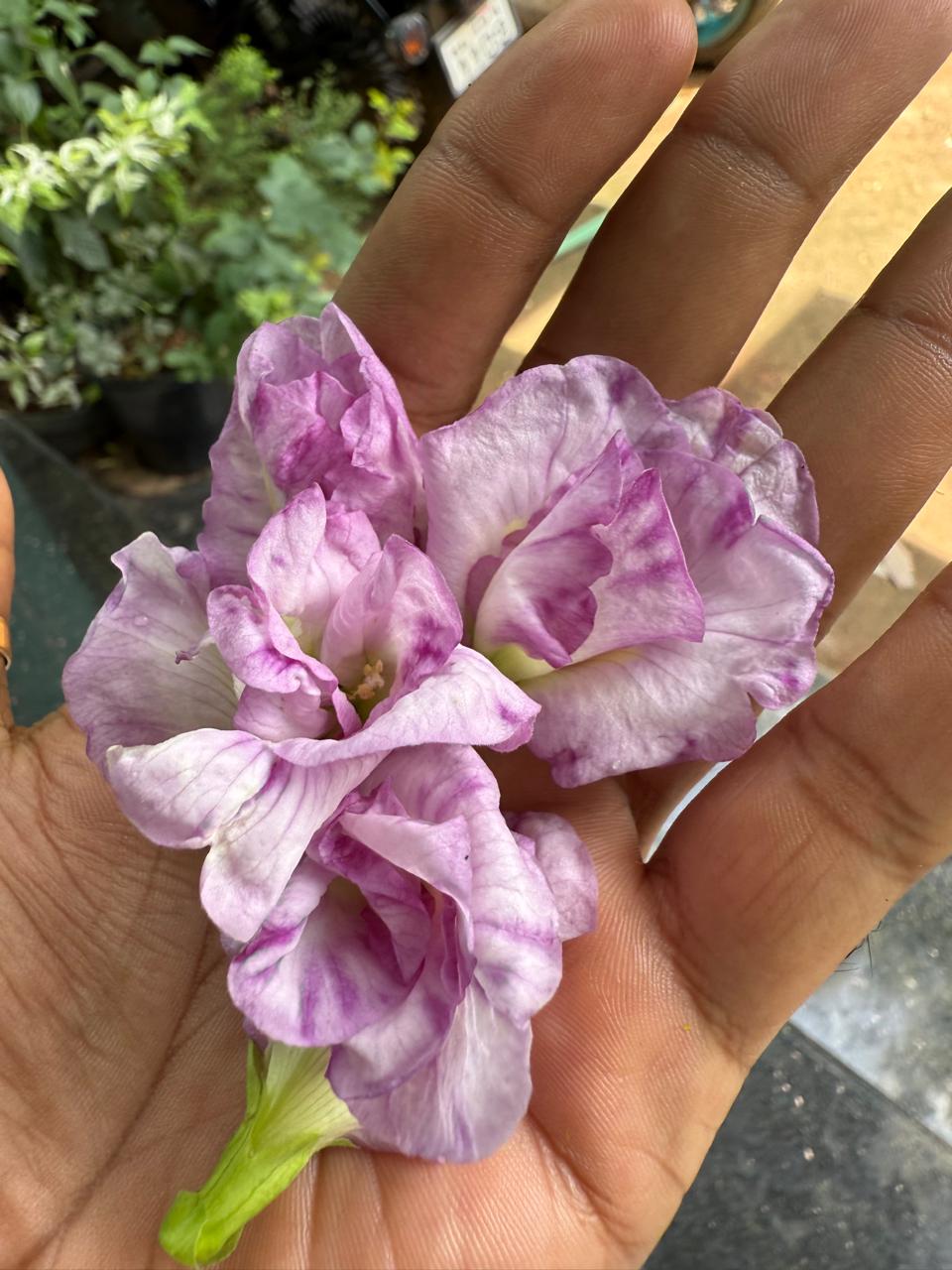 Bees Plant Hub Pink Speckled Clitoria (Butterfly Pea) Rare Flowering Live Plant