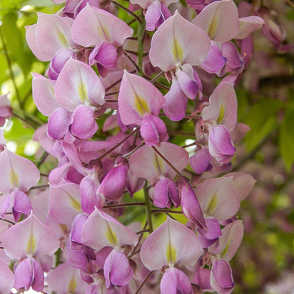 Bees Plant Hub Japanese Pink Wisteria (Wisteria floribunda) Rare Fragrant Flowering Live Plant