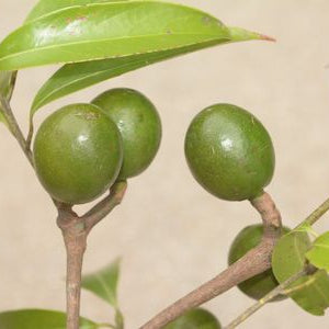 Ashwini Nakshatra Trees (Kaanjiram- Strychnos nux vomica)