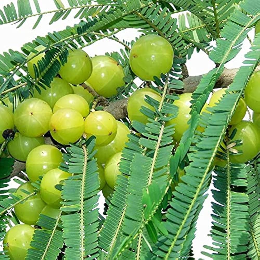 Bharani Nakshatra Trees (Indian Gooseberry amla- Embilica officionalis)