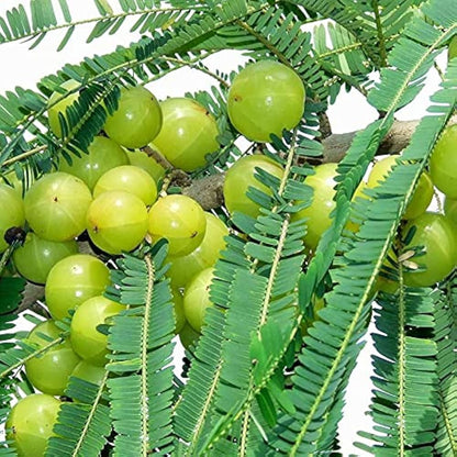 Bharani Nakshatra Trees (Indian Gooseberry amla- Embilica officionalis)