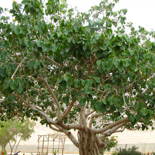 Makha Nakshatra Trees ( Banyan- Ficus bengalensis live plant