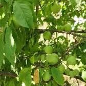 Ashwini Nakshatra Trees (Kaanjiram- Strychnos nux vomica)