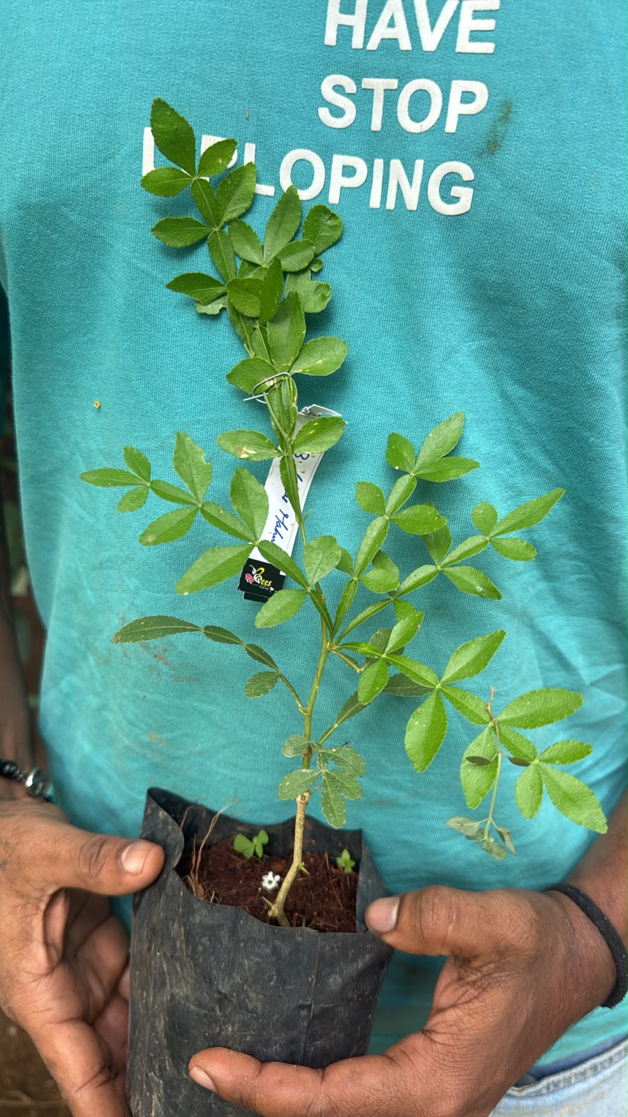 Bees Plant Hub 13 Leaves (Trayodasha-patra) Raja Maha Vilvam Plant
