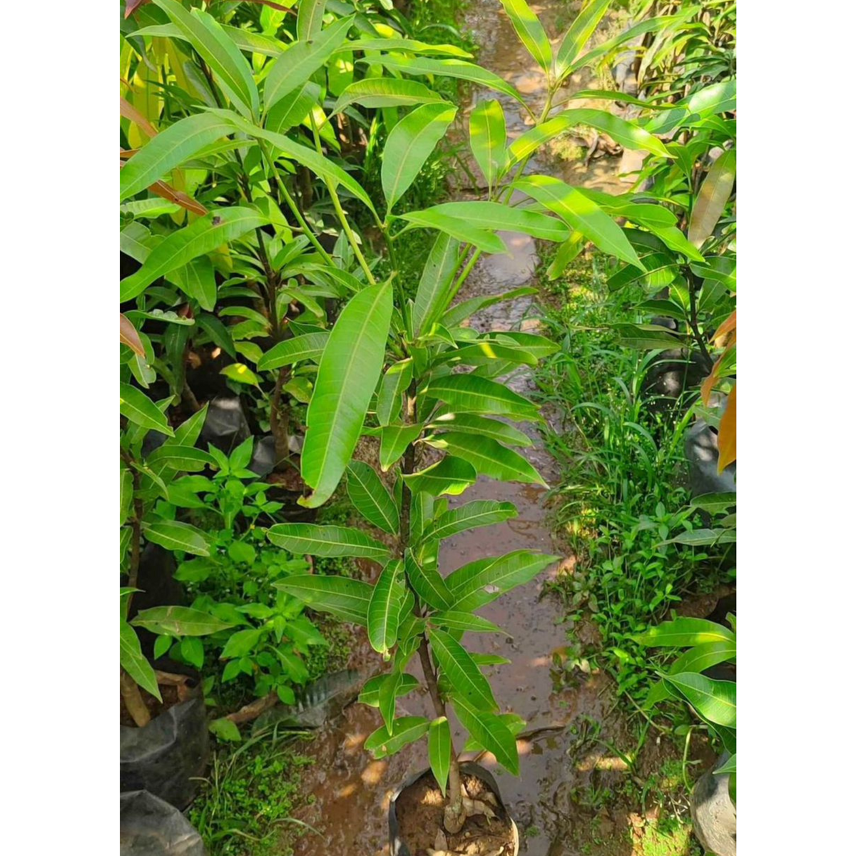 Bees Plant Hub Kottukonam Mango Grafted Live Plant Dwarf Variety