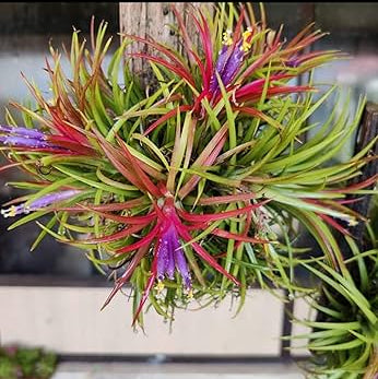 Bees Plant Hub Tillandsia Ionantha Red Blooming Size (Air Plant)