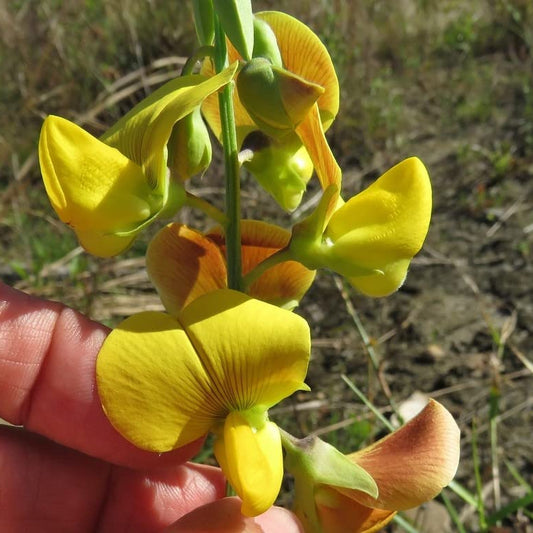 Bees Plant Hub Butterfly Plant / Rattleweed (Crotalaria retusa) Flowering Live Plant