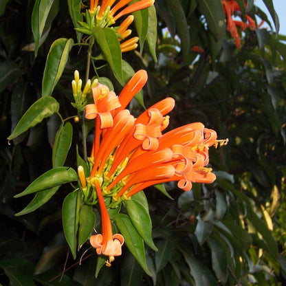 Bees Plant Hub Flaming Trumpet Vine (Pyrostegia Venusta) Creeper/Climber Flowering Live Plant