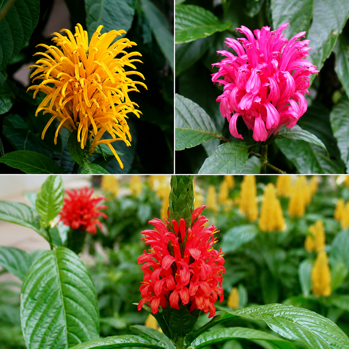 Bees Plant Hub Jacobina All Time Flowering Live Plants (Pack of 3) Red, Pink and Yellow