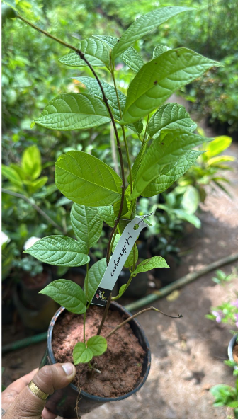 Bees Plant Hub Madhumalti, Rangoon (Double Petals) Layered Live Plant