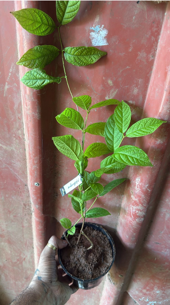 Bees Plant Hub Madhumalti, Rangoon (Double Petals) Layered Live Plant