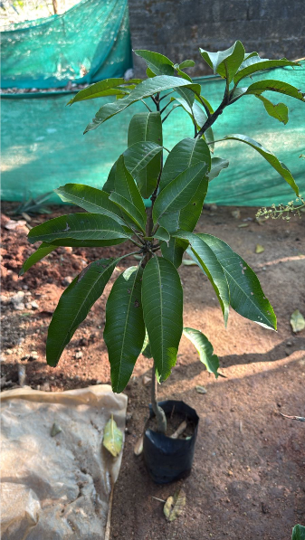 Bees Plant Hub Japanese Miyazaki Mango Grafted Live Plant